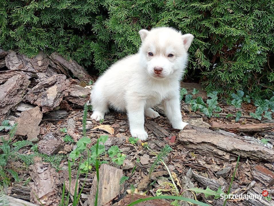Siberian husky boy Racibórz