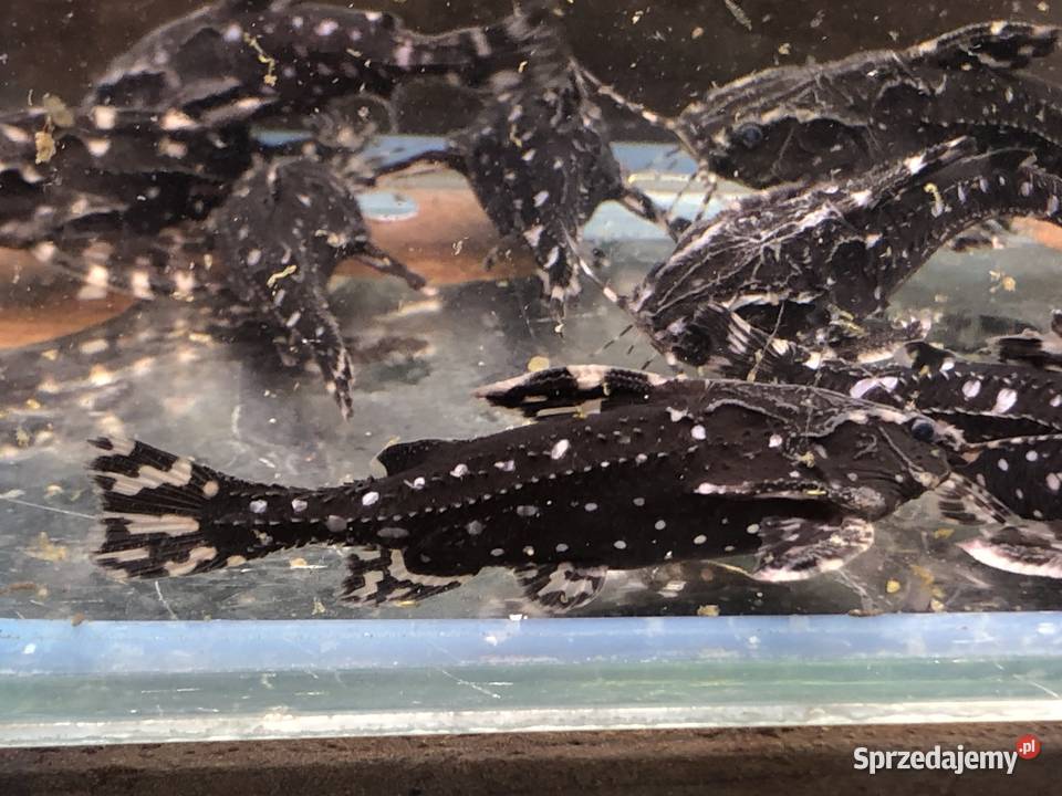 Kirys sum Agamix grzebykoczelny Justynów sprzedam