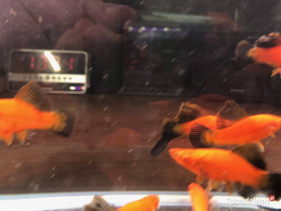 Mieczyk Kalafior Cauliflower Wagtali Justynów