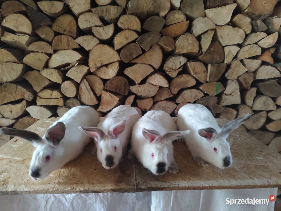 Króliki samce i samice Lubatówka