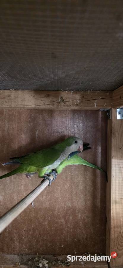 Mnichy nizinne łódzkie Radomsko