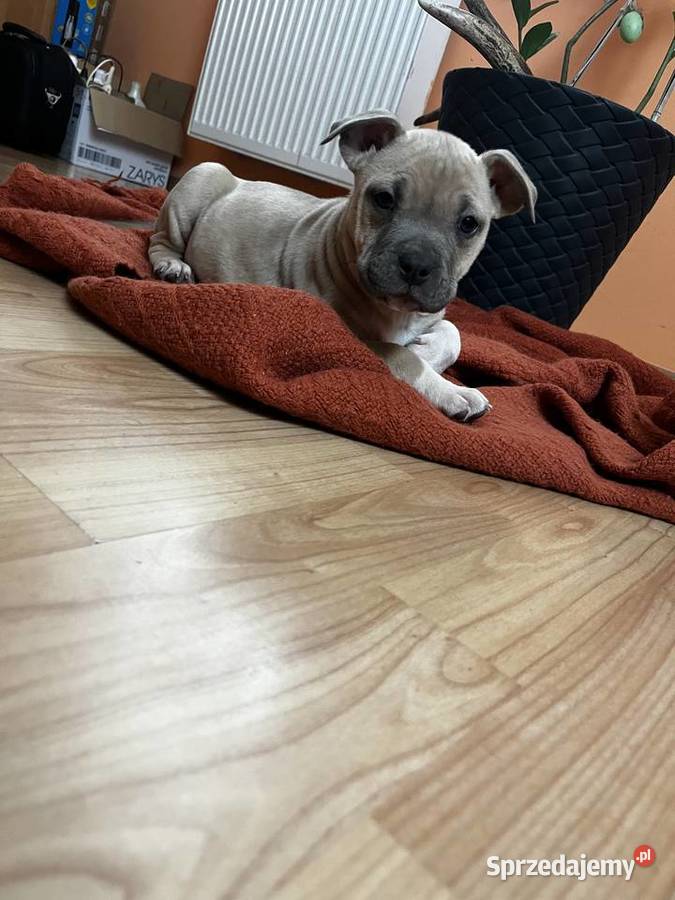 Sprzedam Amstaff lubelskie