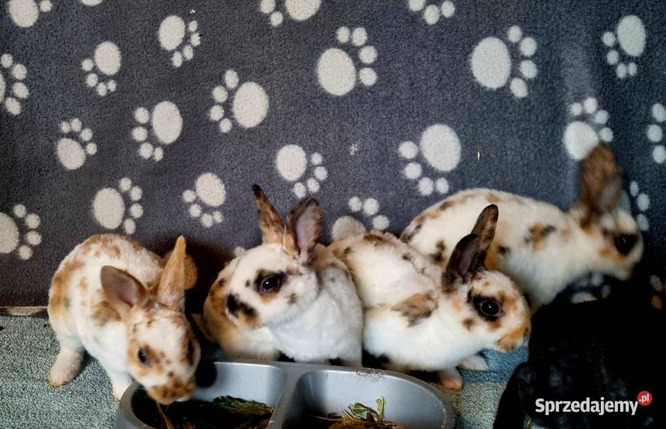 Królik Karzelek Mini Rex trójbarwny Katowice sprzedam