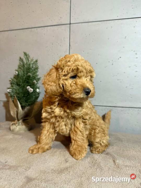 Piękny piesek rasy Pudel Toy Boreczek