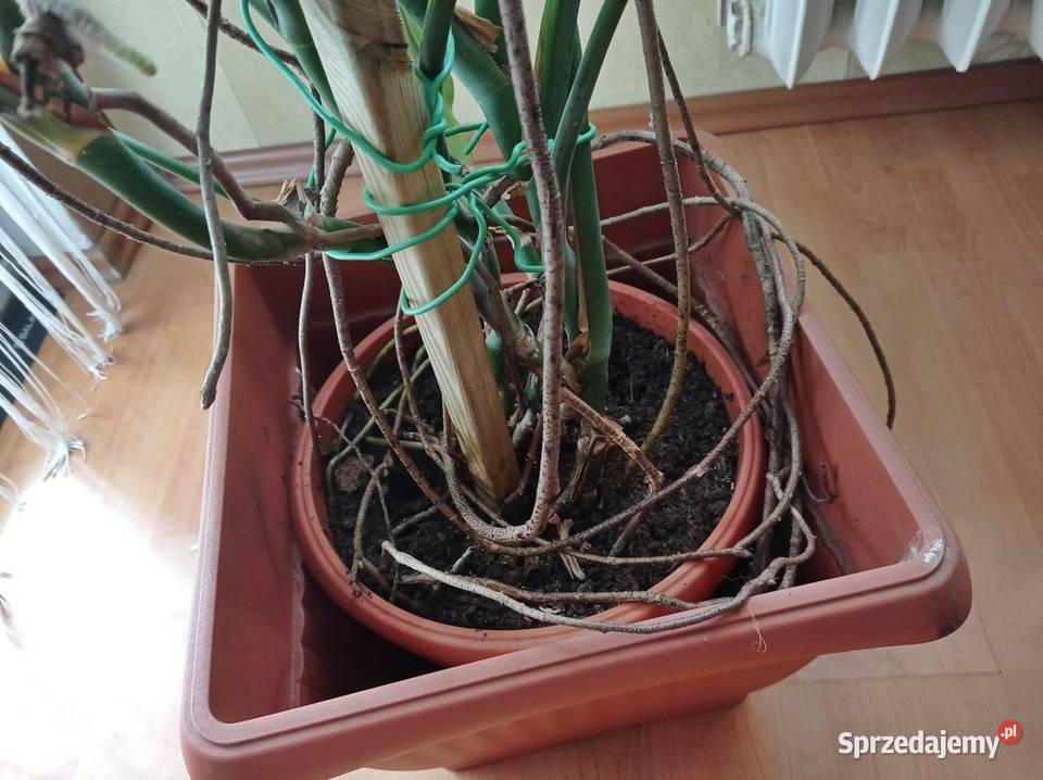 Monstera Deliciosa DZIURAWA wys 140 SUPER stan Sosnowiec