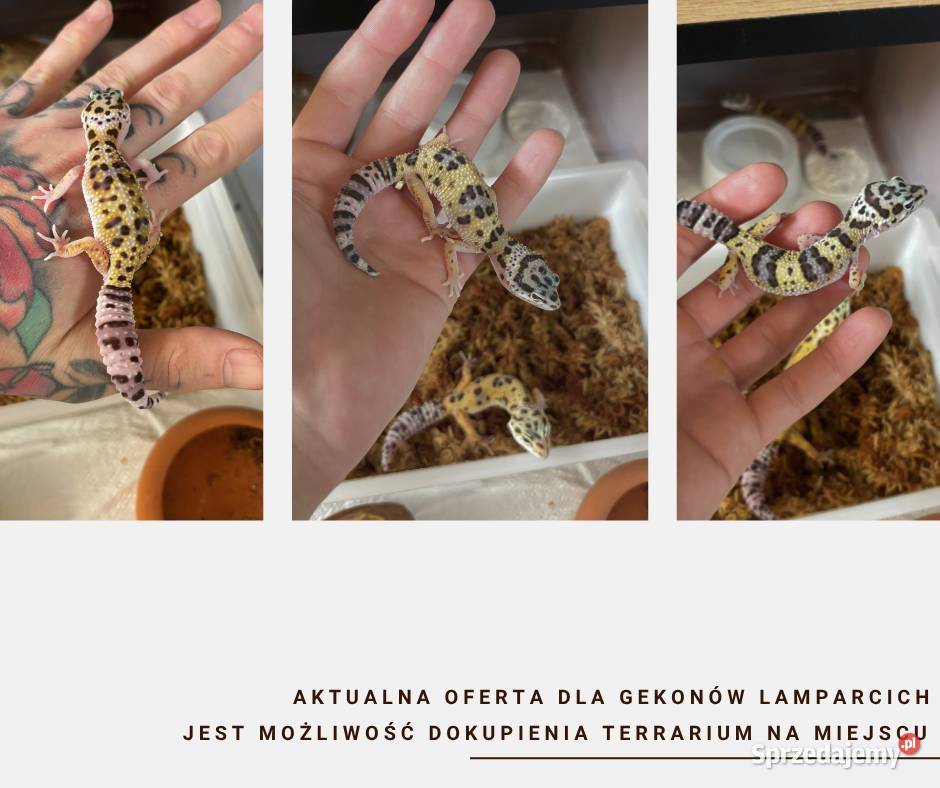 Gekony Lamparcie Unikaty Warszawa