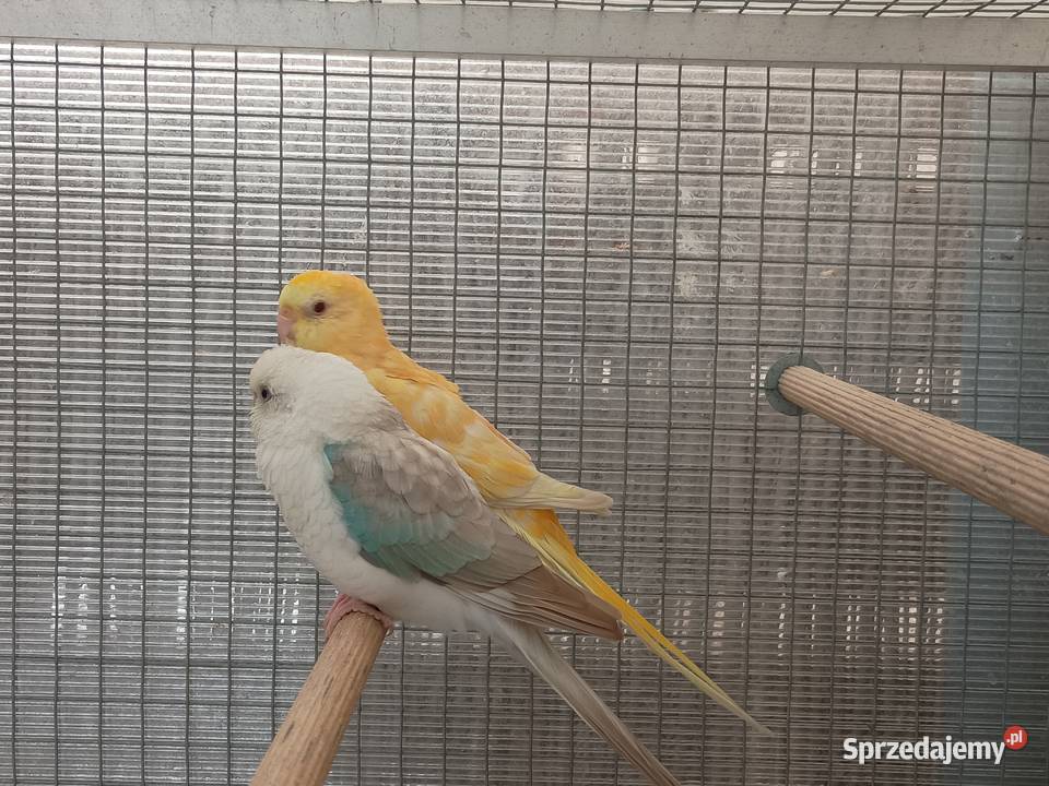 Świergotki para dolnośląskie Kąty Wrocławskie