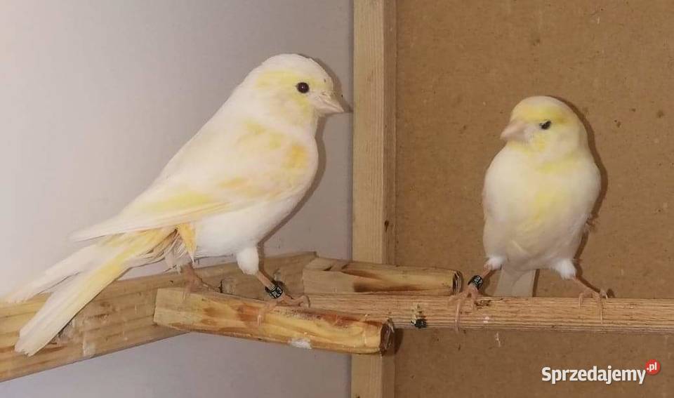 Samciec zielony 2019 samice 2020 podkarpackie Pustków-Osiedle sprzedam