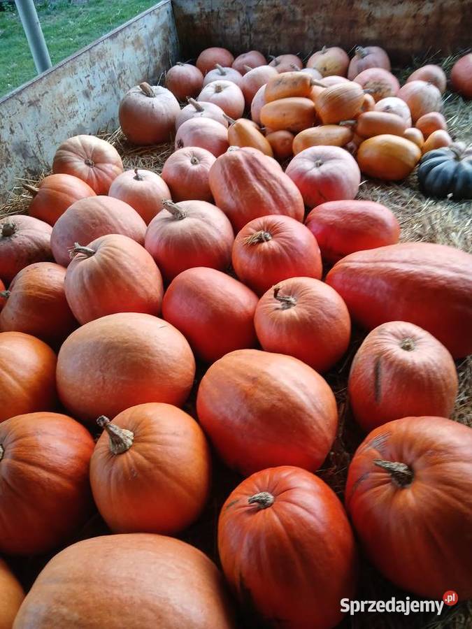 Dynia jadalna halloween Poznań