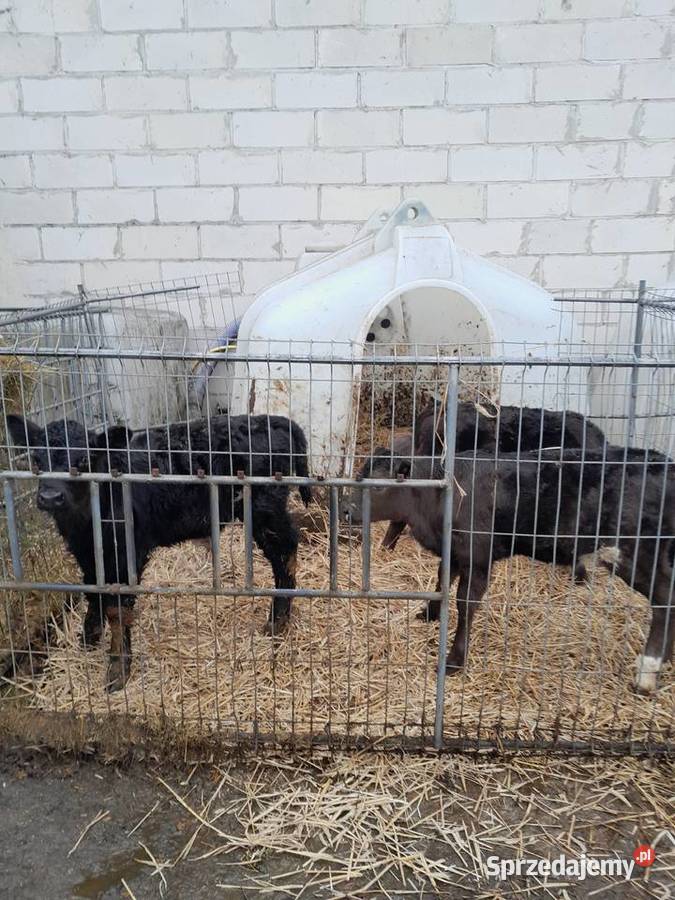 Cielaki byczki 3 sztuki Kosów Lacki