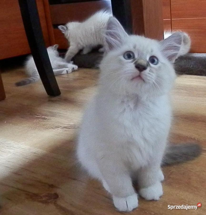 kocięta z Hodowli Sonata Księżycowa Brodnica sprzedam