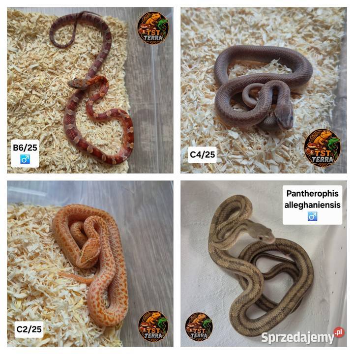 Węże zbożowe mahoniowe smugowy