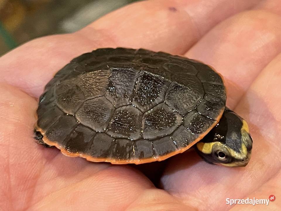 emydura czerwonobrzucha Emydura subglobosa Gliwice