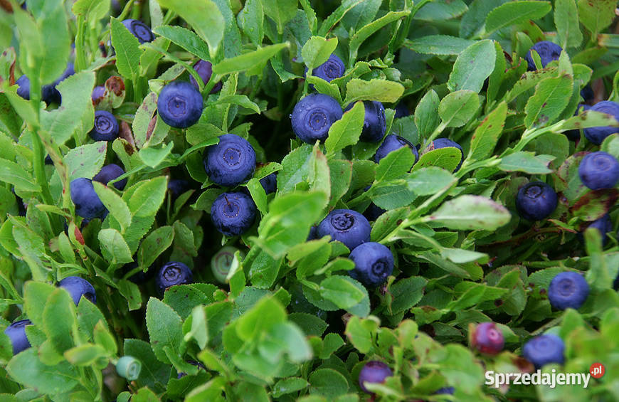 Sadzonki jagody leśnej komplet z 20 sztuk Gdynia