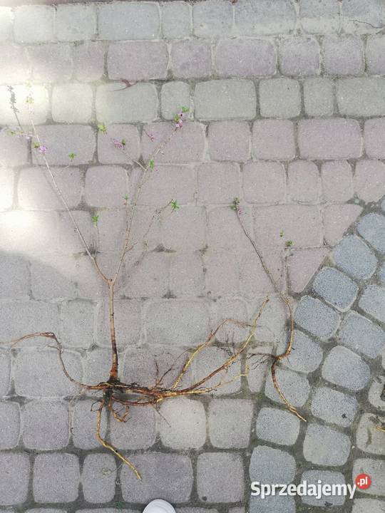 Wawrzynek Wilcze łyko sadzonki Jasło sprzedam