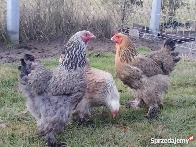 Brahma Brahmy Olbrzymie Radoszyce