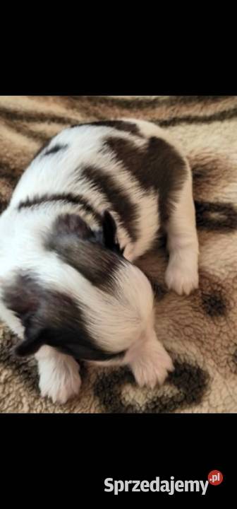 Szczenięta Shih Tzu Zwoleń