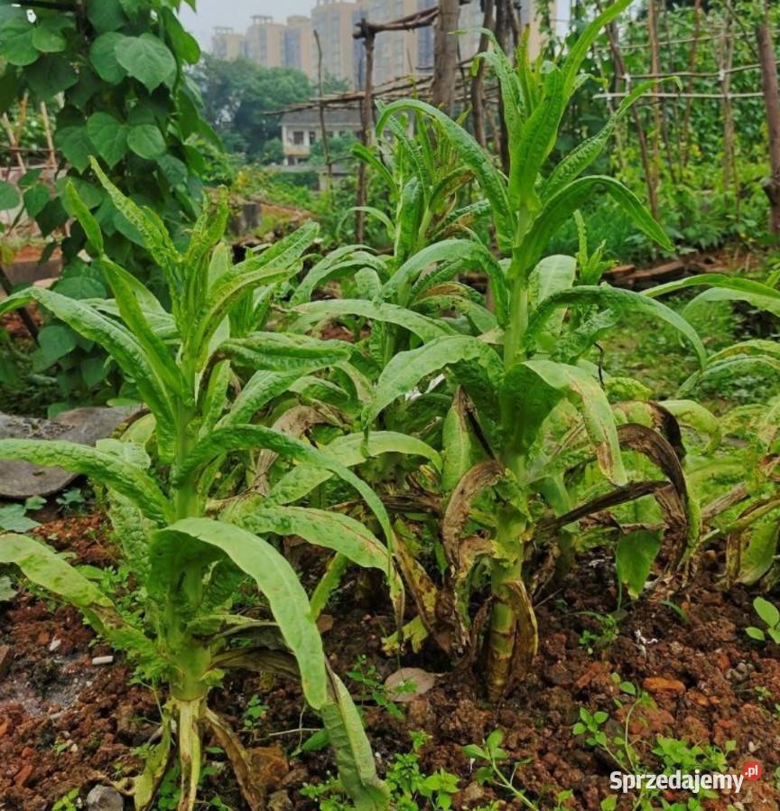 Sałata łodygowa by Japońskie kapusty Taatsoi Kraków