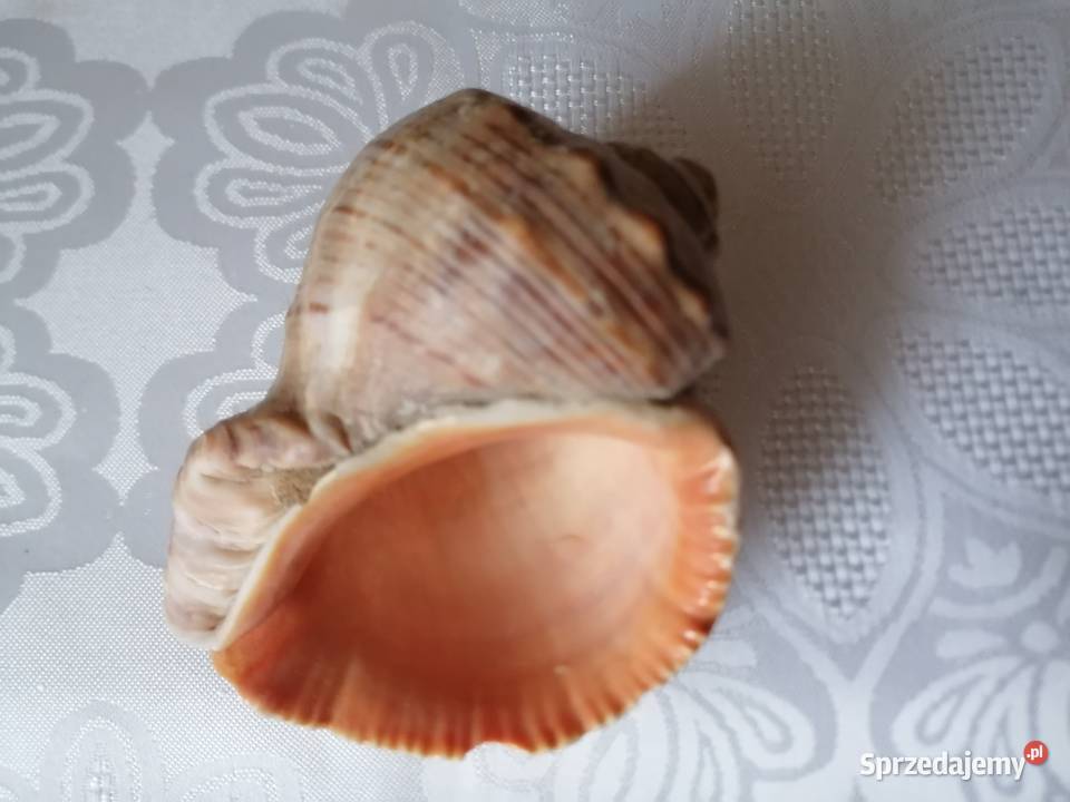 Muszla rapana venosa 11x9Muszelka ślimaka beżowy Łódź