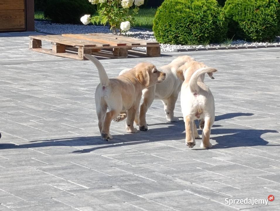 Labrador