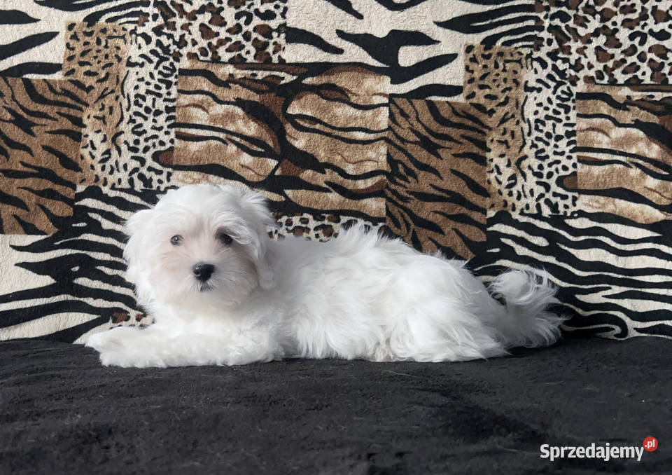 Maltańczyki Maltańczyk piesek Łódź