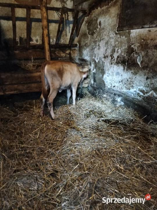 Cielisia Jersey Zwierzęta Różanka