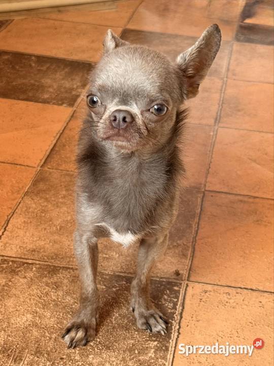 Chihuahua samiec śląskie Olsztyn