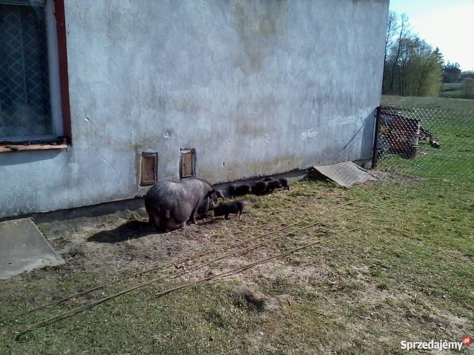 mikroswinki angielskie Rytel