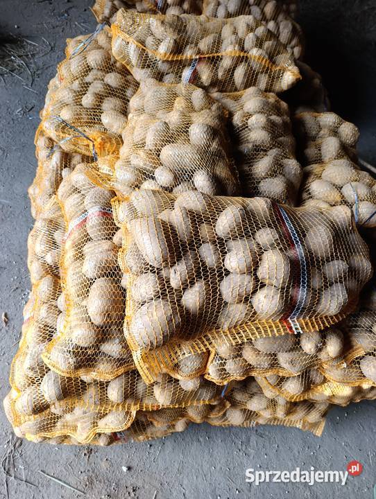 Ziemniaki jadalne lila Kowal