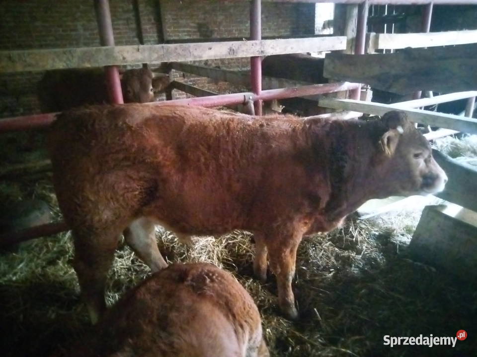 Sprzedam cieleta odsadki rasy LM lubelskie Turobin