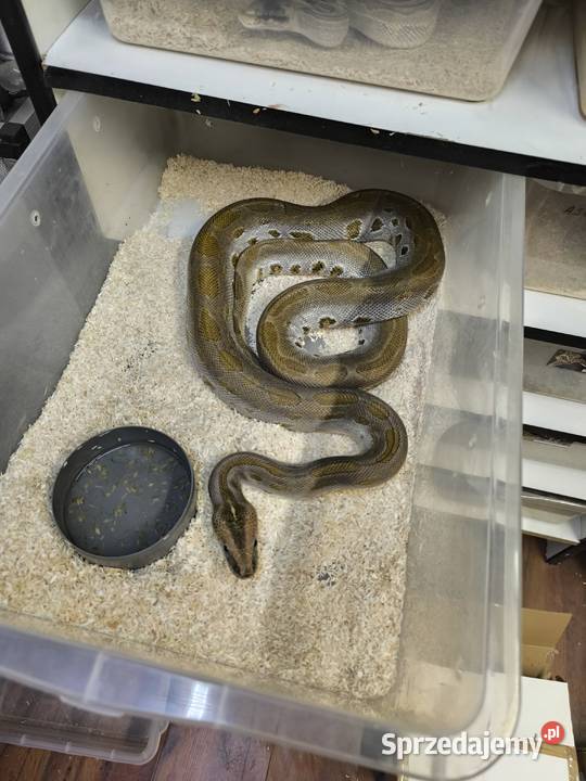 Pyton birmański tygrysi Nowa Sól