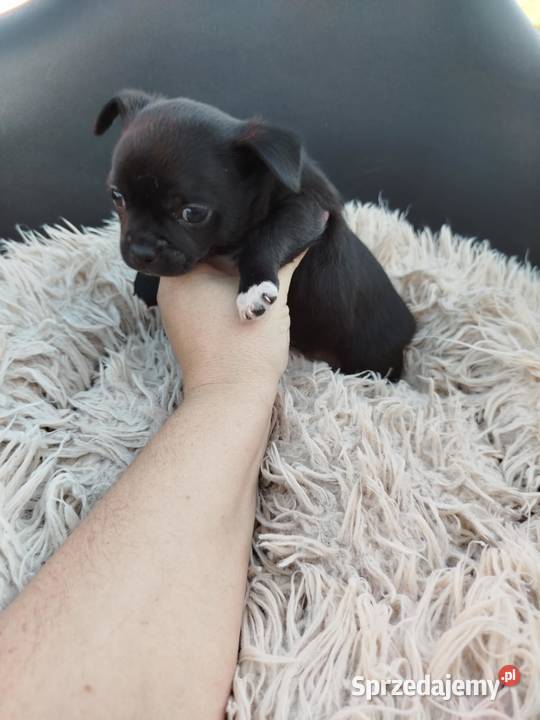 Uroczy piesek chihuahua Chihuahua Ciechanów
