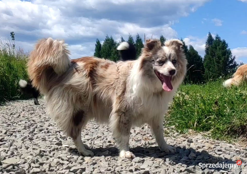Szczeniak Suczka BORDER COLLIE z Hodowli Rasowa Iwonicz sprzedam