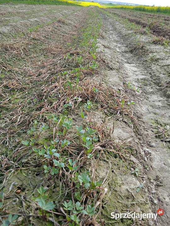 Nasiona lubczyk 2025 Krasnystaw