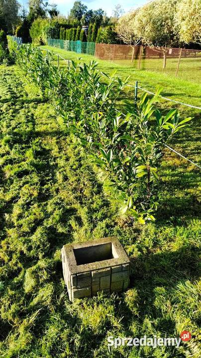 Działka ROD Mamy Węgorzewo obok portu KEJA warmińsko-mazurskie