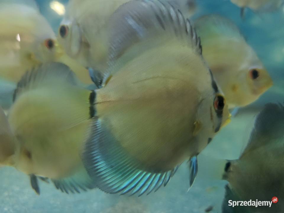 Dyskowce Blue diamond Lublin