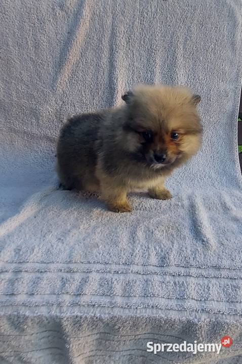 Szpic miniaturowy szczeniak Żabno sprzedam