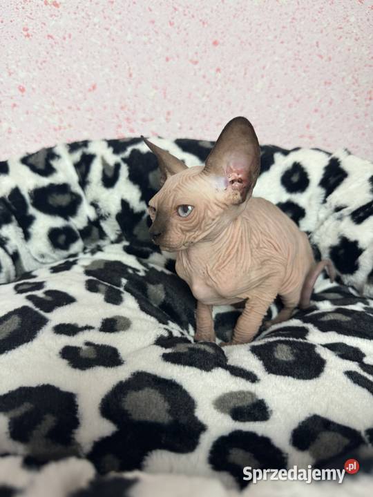 Sfinks dziewczynka Zabrze