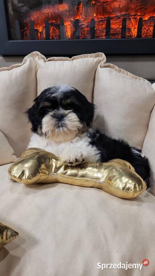 Śliczna suczka shih tzu z wyprawką