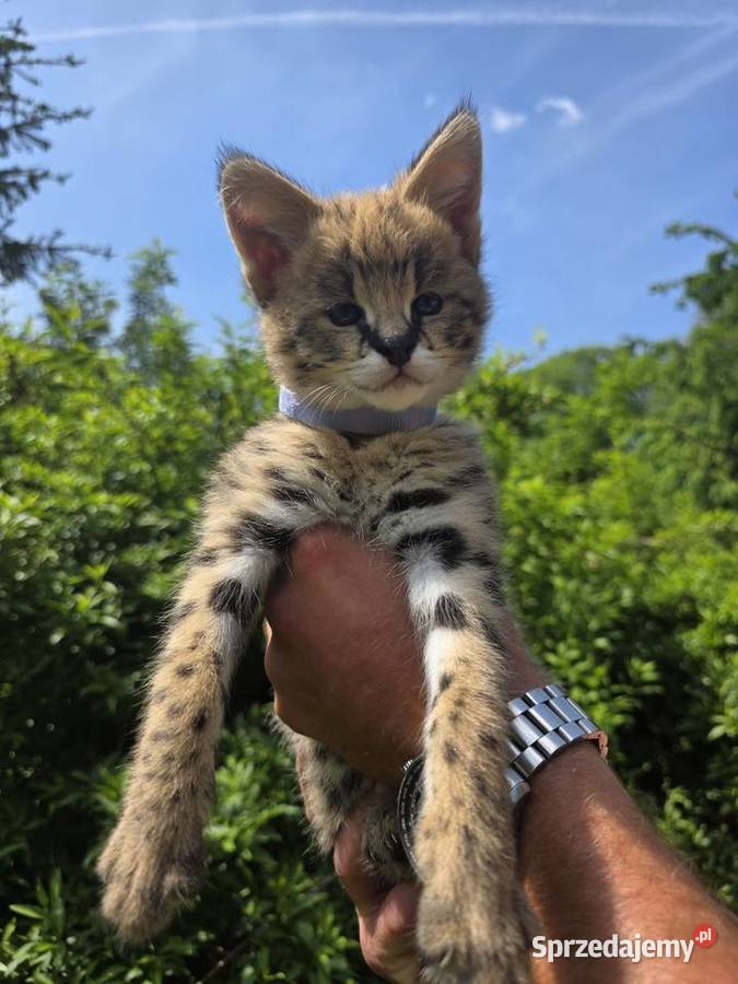 Serwal sawannowy serval afrykański ręcznie sprzedam