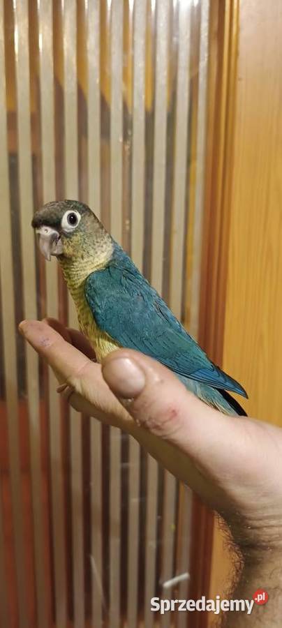 Papugi rudosterki ręcznie karmione Tychy
