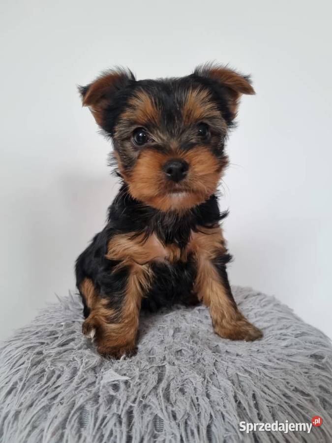 Szczeniaki York Sunia Klecie