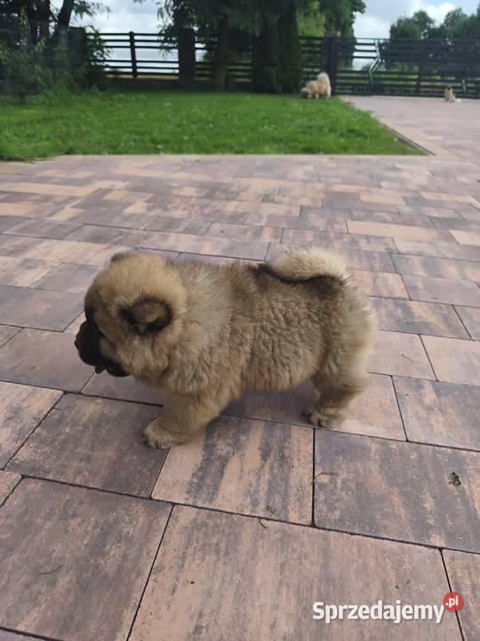 Misie chow chow Ciechanów sprzedam