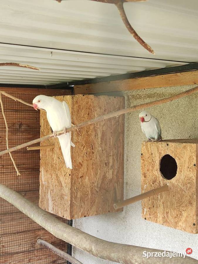 Sprzedam parę aleksandretty obrożnej Widawa