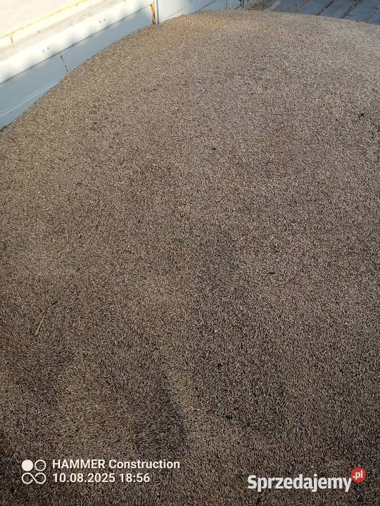 Sprzedam Żyto jare Bojko zbiór 2025 Kolonia Janowska