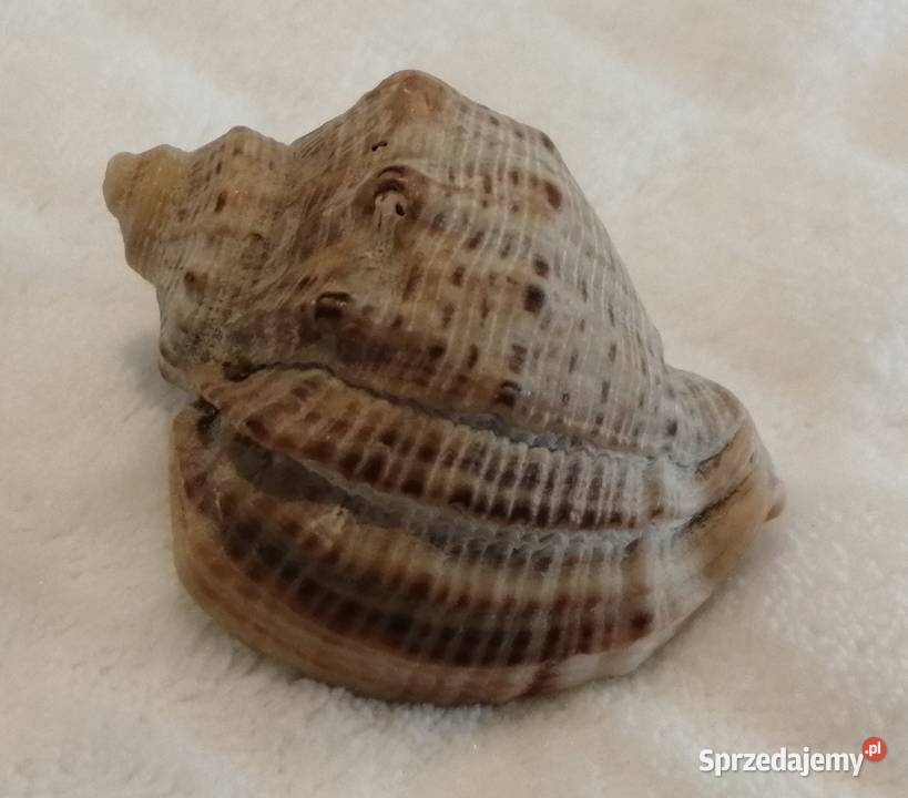 Muszla 48 62 Kreatywne Czeladź