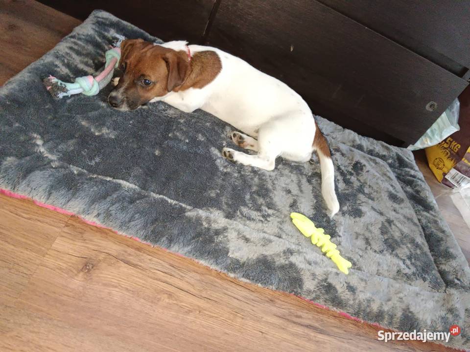 Suczka Jack Russell Terrier łódzkie Koźle