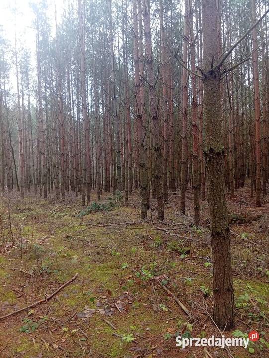 Działka leśna wypoczynkowa rekreacyjna 2000m2 Warszawa sprzedam