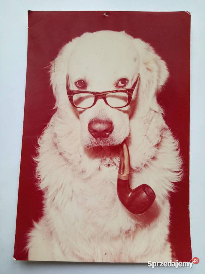 27 Pocztówka z psem 1977r PRLu KOLEKCJA Pocztówki i karty telefoniczne Dąbrowa Górnicza sprzedam