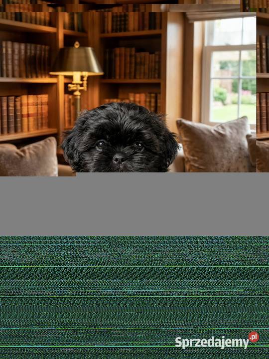 Pieski Shih Tzu zkwp fci gotowy do odbioru Warszawa